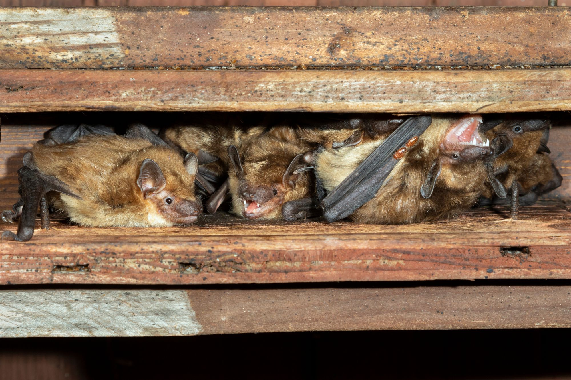 Bat roost survey